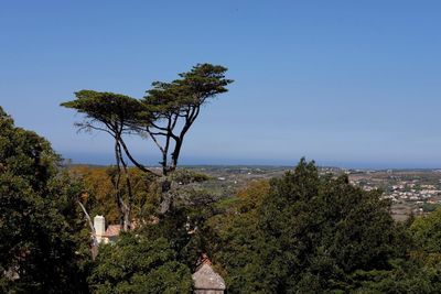 Trees by sea against clear sky