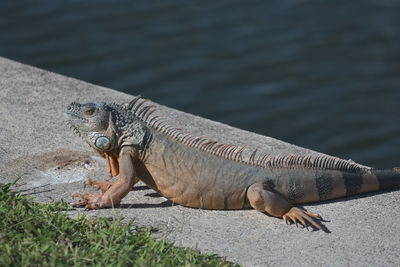 Close-up of a lizard