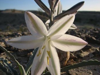 Close-up of white flowers