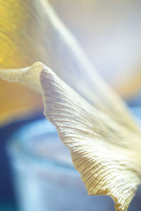 Close-up of flower against blurred background