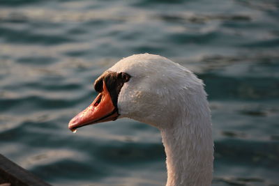 Close up of swan on water 