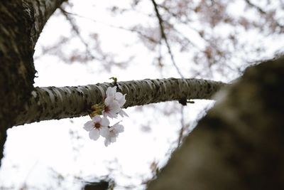 Low angle view of white flower tree against sky