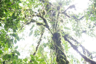 Low angle view of trees