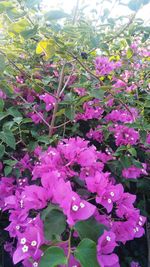 Close-up of pink flowering plant