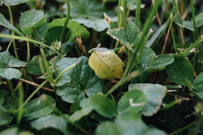 Close-up of plant