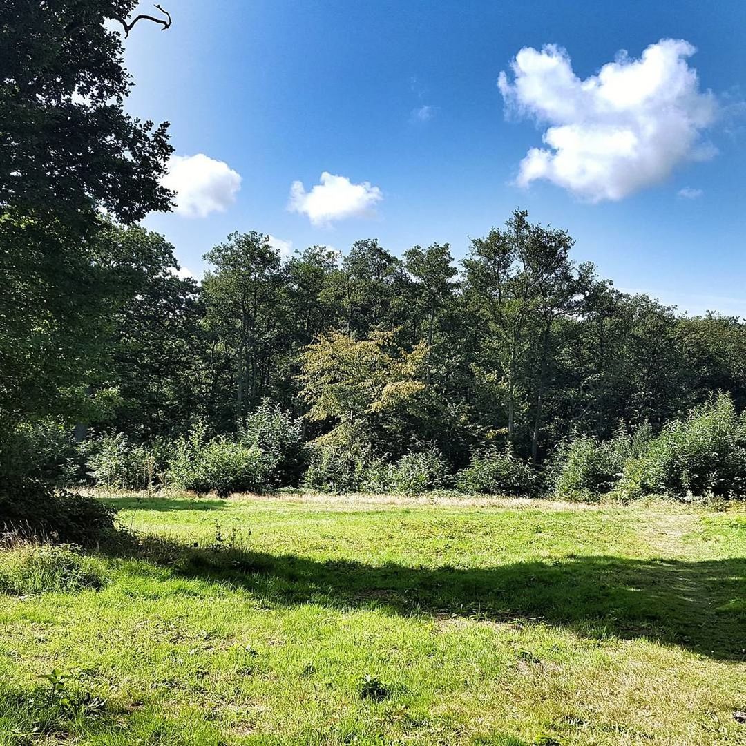 TREES GROWING IN FIELD AGAINST SKY