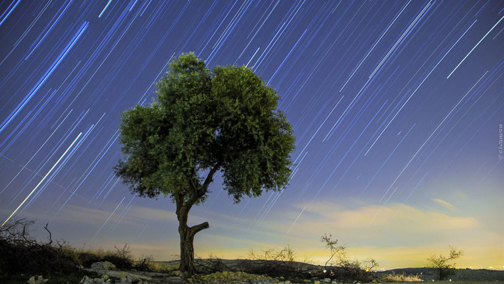 TREES AGAINST SKY AT NIGHT