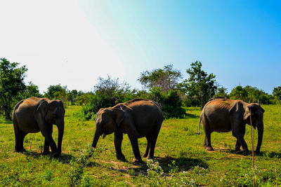 Group of elephants standing in a field