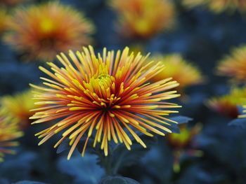 Close-up of yellow flowering plant