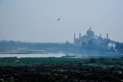 Birds flying over mosque in city