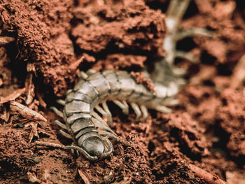 Close-up of insect on land