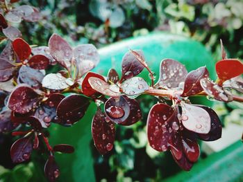 Close-up of flowers