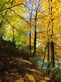 Trees in forest during autumn