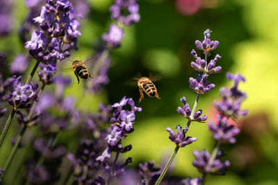 Close-up of bee pollinating on lavender