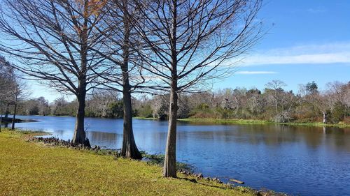 Bare trees by calm lake