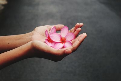 Close-up of hand holding pink flower