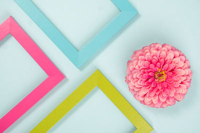 High angle view of pink flowers on table