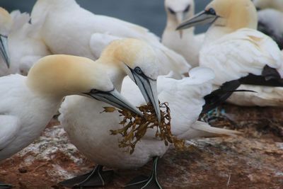 Close-up of birds perching on a water