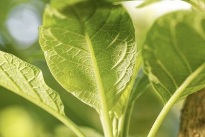 Close-up of fresh green leaves