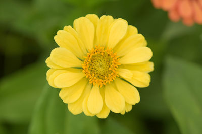Close-up of yellow flower