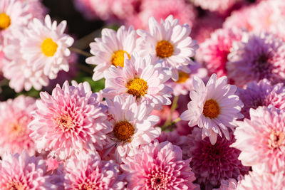 Close-up of pink daisy flowers