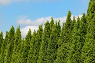 Pine trees in forest against sky