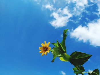 Low angle view of flowering plant against blue sky