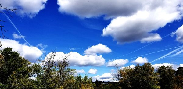 Low angle view of trees against sky