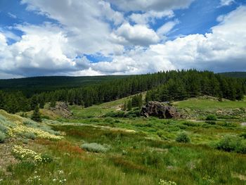 Scenic view of field against sky
