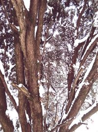 Low angle view of trees