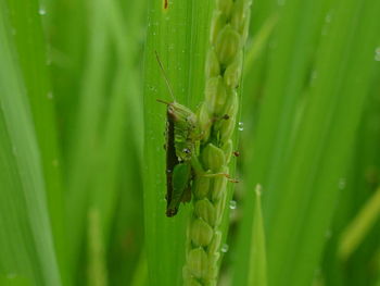 Close-up of insect on plant