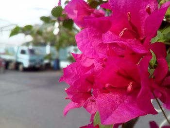 Close-up of pink bougainvillea