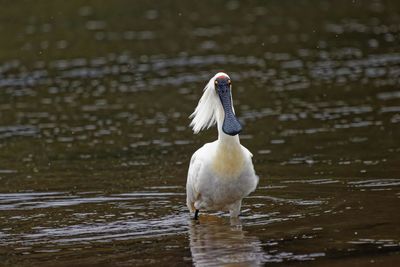 White duck swimming in lake