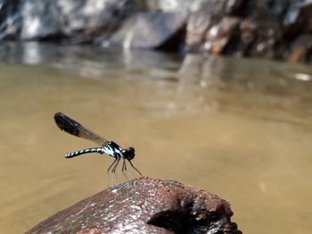 Close-up of butterfly on rock