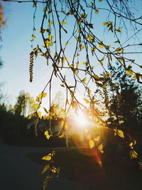 Low angle view of sunlight streaming through tree against sky