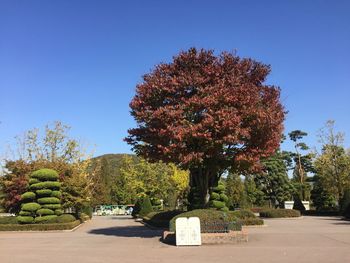 Trees in park