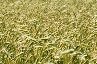 Full frame shot of corn field