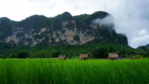 Scenic view of agricultural field against mountain