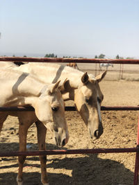 Horses standing in ranch against sky