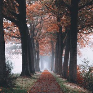 Trees in forest during autumn