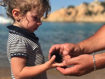 Cropped hands of father giving sea urchin to daughter at beach on sunny day