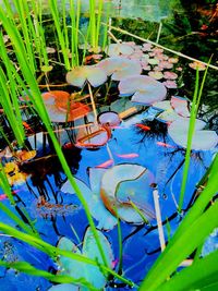Close-up of water lily amidst leaves in lake