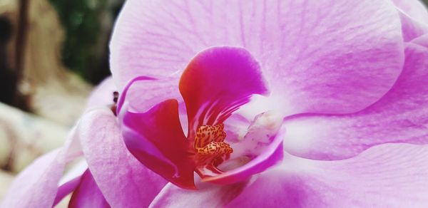 Close-up of pink rose flower