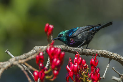 Close-up of butterfly perching on red flower