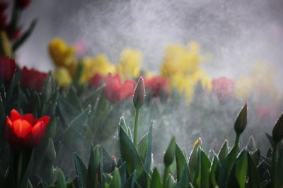 Close-up of red flowering plants on field