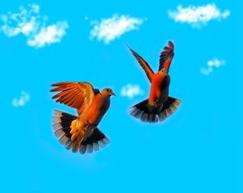 Low angle view of birds flying against blue sky