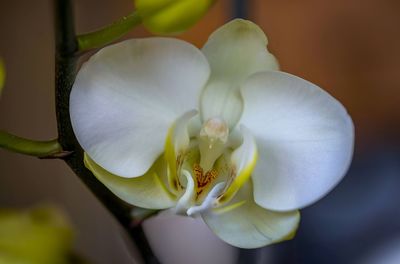 Close-up of white orchid