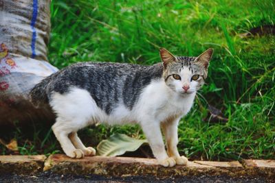 Portrait of a cat on field