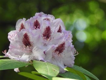 Close-up of flower against blurred background