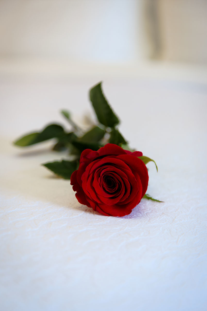 CLOSE-UP OF ROSE BOUQUET ON WHITE TABLE